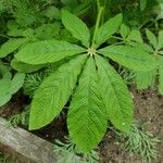 Cleome spinosa Leaf