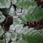 Pteris repens Blatt