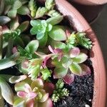 Sedum palmeri List