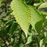 Acer carpinifolium Blad