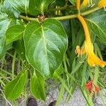 Lonicera hildebrandtiana Blatt