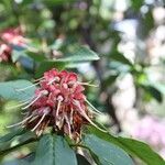 Rhododendron barbatum Fruto