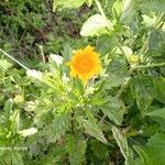 Euryops chrysanthemoides Floare