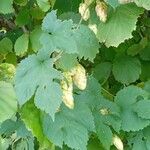 Humulus lupulus Feuille