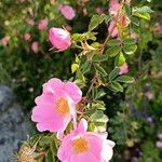 Rosa x hibernicaFloare