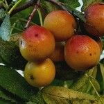 Sorbus domestica Fruit