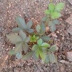 Rubus montanus Blad