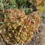 Crithmum maritimum 果実