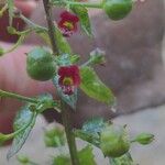 Scrophularia peregrina花