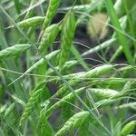 Bromus squarrosus Owoc