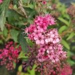 Spiraea japonicaFlower