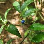 Psychotria suterella Fruto