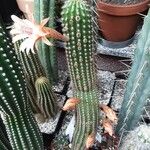 Cleistocactus spp. Staniste