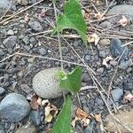 Ipomoea biflora Deilen