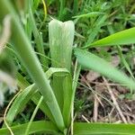 Ornithogalum boucheanum Leaf