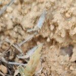 Chardinia orientalis Hábito