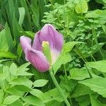 Tulipa didieri Flower