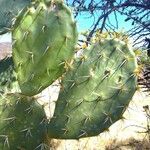 Opuntia oricola Fulla