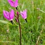 Primula pauciflora Kvet