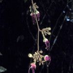 Eperua rubiginosa Цветок