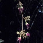 Eperua rubiginosa Flor