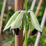 Salvia discolor Lorea
