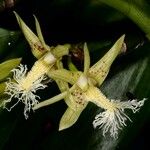 Dendrobium comatum फूल
