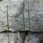 Crucianella latifolia Anders