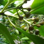 Ardisia elliptica Gyümölcs