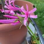 Nerine bowdenii Folha