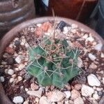 Gymnocalycium anisitsii Bark