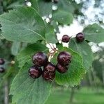 Crataegus douglasii Frukt