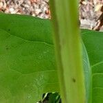 Silphium perfoliatum چھال