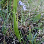 Scilla monophyllos Habit