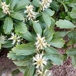 Pachysandra terminalis Характер