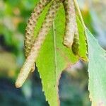 Betula papyrifera फल