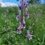 Aconitum septentrionale Цвят