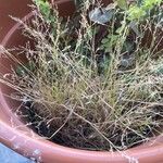 Eragrostis plana Hábitos