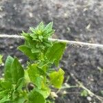 Spinacia oleracea Levél