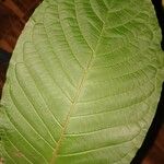 Mitragyna speciosa Hoja