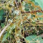 Cuscuta campestris Flower