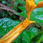 Heliconia psittacorum Flower