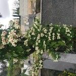 Clerodendrum thomsoniae Habit