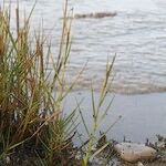 Spartina maritima Habit