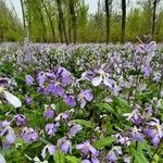 Orychophragmus violaceus Hábito