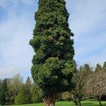 Sequoiadendron giganteum Habitus