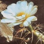 Gymnocalycium denudatum