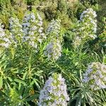 Echium callithyrsum Flower