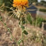 Centaurea ornata Květ