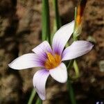 Romulea columnae Flower